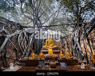 Wat Sai Tempelruine, bedeckt von banyan Baumwurzeln, in Sing Buri Thailand Stockfoto