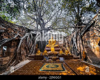 Wat Sai Tempelruine, bedeckt von banyan Baumwurzeln, in Sing Buri Thailand Stockfoto