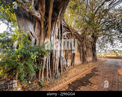 Wat Sai Tempelruine, bedeckt von banyan Baumwurzeln, in Sing Buri Thailand Stockfoto