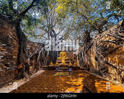 Wat Sai Tempelruine, bedeckt von banyan Baumwurzeln, in Sing Buri Thailand Stockfoto