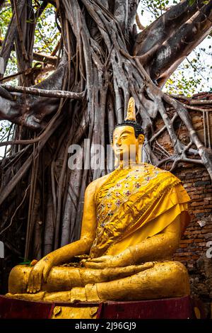 Wat Sai Tempelruine, bedeckt von banyan Baumwurzeln, in Sing Buri Thailand Stockfoto