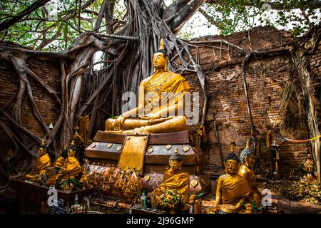 Wat Sai Tempelruine, bedeckt von banyan Baumwurzeln, in Sing Buri Thailand Stockfoto