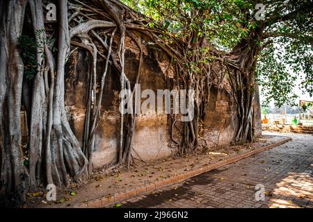 Wat Sai Tempelruine, bedeckt von banyan Baumwurzeln, in Sing Buri Thailand Stockfoto