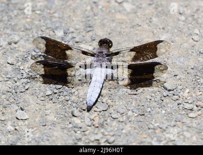 Gewöhnlicher Weißschwanz-Libelle, erwachsener Mann, der auf dem Trail thront. Foothills Park, Santa Clara County, Kalifornien, USA. Stockfoto