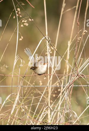 Weiblicher blauer Wren (Malurus cyaneus) auf einem ländlichen Drahtzaun, umgeben von trockenen Gräsern Stockfoto