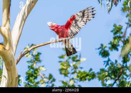 Eine rosa, graue und weiße juvenile Galah (Eolophus roseicapillus), die in einem Eukalyptusbaum mit ausgestreckten Flügeln thront und nach oben ragt Stockfoto