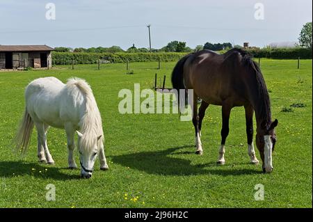 Zwei Pferde grasen im Frühling in einem Paddock-Feld Stockfoto