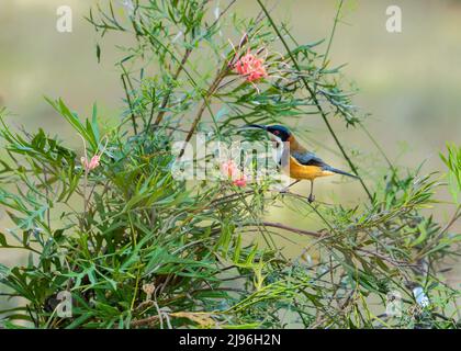 Farbenfroher australischer Rotschnabel (Acanthorhynchus tenuirostris) in einem grevillea-Strauch mit rosa Blüten in Nillumbik Shire, Victoria Stockfoto