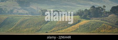 Ein nebliger Panoramablick auf die Herbstblätter in einem Weinberg in der Weinregion Yarra Valley in Australien Stockfoto