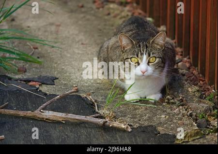 Schöne gestromte Katze mit gelben Augen, die in einem Hinterhof sitzt Stockfoto