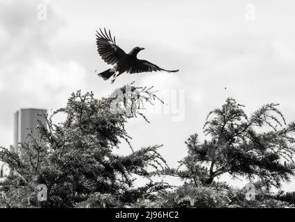 Ein australischer Zwergcurrawong (Strepera graculina) im Flug über Baumkronen, die Insekten jagen. Das Foto ist schwarz-weiß, mit Ausnahme des gelben Auges. Stockfoto