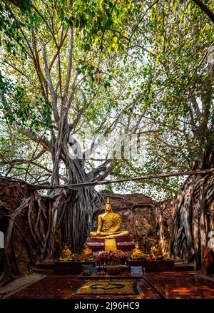 Wat Sai Tempelruine, bedeckt von banyan Baumwurzeln, in Sing Buri Thailand Stockfoto