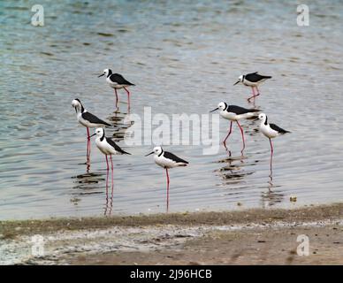 Eine kleine Gruppe von schwarz-weißen Seevögeln, Schwarzflügelstelzen (Himantopus himantopus) mit langen, schlanken Schnäbeln und rosa Beinen Stockfoto