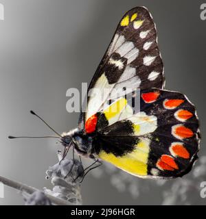 Nahaufnahme eines wunderschönen gelben, roten und schwarzen Jezebel-Schmetterlings mit roten Punkten (Delias aganippe) auf einem monochromen Hintergrund, aufgenommen in Victoria, Australien Stockfoto