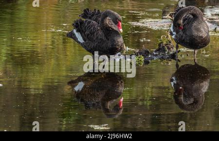 Schwäne in den Feuchtgebieten von Pekapeka Stockfoto