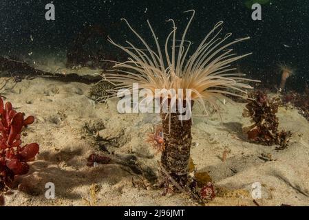 Röhrenanemone (Pachycerianthus fimbriatus) unter Wasser am pazifischen Meeresboden in Monterey, Kalifornien, USA, Nordamerika. Stockfoto