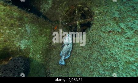 Mittelmeer, Zypern. 18. August 2021. Dead Dusky Grouper hängt an einem verlorenen Fanggerät auf einem Schiffswrack der schwedischen Fähre MS Zenobia. Wracktauchen. Problem der Geisterausrüstung - jede Fangausrüstung, die aufgegeben, verloren oder anderweitig weggeworfen wurde (Bildquelle: © Andrey Nekrasov/ZUMA Press Wire) Stockfoto