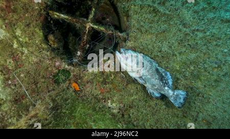 Mittelmeer, Zypern. 20. August 2021. Dead Dusky Grouper hängt an einem verlorenen Fanggerät auf einem Schiffswrack der schwedischen Fähre MS Zenobia. Wracktauchen. Problem der Geisterausrüstung - jede Fangausrüstung, die aufgegeben, verloren oder anderweitig weggeworfen wurde (Bildquelle: © Andrey Nekrasov/ZUMA Press Wire) Stockfoto