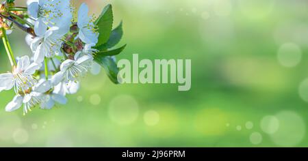 Blühende Äste eines Apfelbaums vor einem Hintergrund von Grün und Glanz. Stockfoto