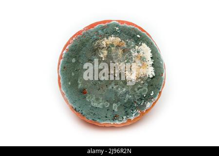 Ein Bild eines verfaulten Kürbisses, isoliert auf weißem Hintergrund. Stockfoto