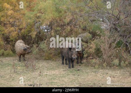 26. MÄRZ 2019, DONAU, RAJON IZMAIL, ODE, Ukraine, Osteuropa: Wildschwein (Sus scrofa) führt die Herde von Feral-Schweinen (Schwein-Schwein-Hybrid) auf einer Herbstwiese an (Bild: © Andrey Nekrasov/ZUMA Press Wire) Stockfoto