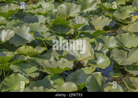 26. März 2019, RAJON IZMAIL, OBLAST ODESSA, Ukraine, Osteuropa: See völlig überwuchert aquatisch blühende Pflanze Europäische weiße Seerose (Nymphaea alba). Nahaufnahme (Bild: © Andrey Nekrasov/ZUMA Press Wire) Stockfoto