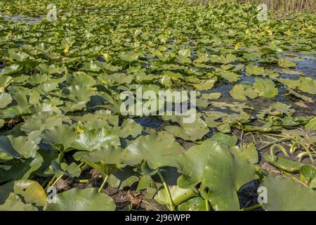 26. März 2019, RAJON IZMAIL, OBLAST ODESSA, Ukraine, Osteuropa: See völlig überwuchert aquatisch blühende Pflanze Europäische weiße Seerose (Nymphaea alba). Nahaufnahme (Bild: © Andrey Nekrasov/ZUMA Press Wire) Stockfoto