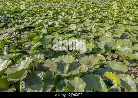 26. März 2019, RAJON IZMAIL, OBLAST ODESSA, Ukraine, Osteuropa: See völlig überwuchert aquatisch blühende Pflanze Europäische weiße Seerose (Nymphaea alba). Nahaufnahme (Bild: © Andrey Nekrasov/ZUMA Press Wire) Stockfoto