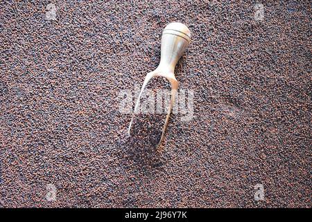 Rohe, ganze getrocknete Fingerhirse Stockfoto