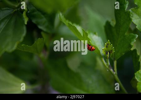 Marienkäfer aus der Nähe. Marienkäfer auf grünem Blatt. Selektiver Fokus, geringe Schärfentiefe Stockfoto