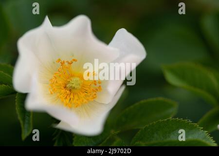 Weiße Hagebuttenblume Nahaufnahme auf grünem Hintergrund, selektiver Fokus, F2,8 geringe Schärfentiefe, Makrofotografie von Blumen. Einzelne weiße wilde ros Stockfoto