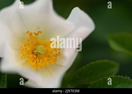 Weiße Hagebuttenblume Nahaufnahme auf grünem Hintergrund, selektiver Fokus, F2,8 geringe Schärfentiefe, Makrofotografie von Blumen. Einzelne weiße wilde ros Stockfoto