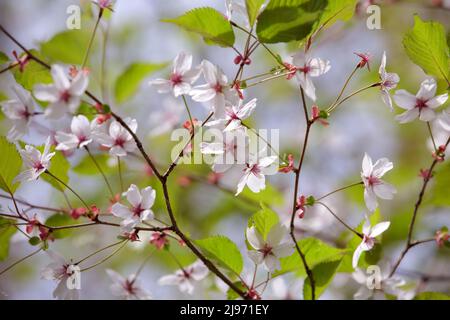 Kirschblütenzweige. Rosa Blüten mit zarten Blütenblättern. Frühlingshintergrund Stockfoto