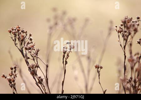 Herbstliches Beige und goldene Töne von getrockneten Pflanzen. Ein Zweig getrockneten Grases auf einem verschwommenen Hintergrund. Abstrakter natürlicher Hintergrund Stockfoto