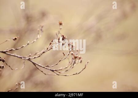 Ein Zweig aus getrocknetem Gras auf einem verschwommenen Hintergrund. Abstrakter natürlicher Hintergrund. Herbstliches Beige und goldene Töne von getrockneten Pflanzen Stockfoto