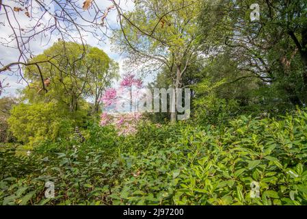 Florenz im Frühling von einem bunten Garten aus gesehen Stockfoto