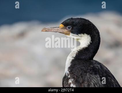 Kaiserlicher Shag/König Kormoran Stockfoto