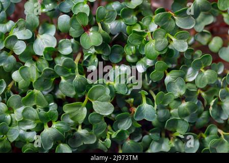 Sprossen von Brunnenkresse aus der Nähe. Mikrogrüns. Pflanzenfutter Stockfoto