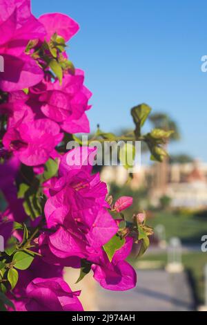 Nahaufnahme rosa Bougainvillea Blumen vor einem verschwommenen Hintergrund von Palmen und einem Hotel in Ägypten. Sommerpause. Stockfoto