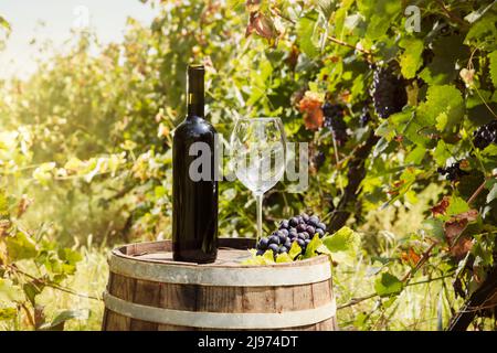 Leeres Rebenfass im Weinberg. Draufsicht Stockfoto