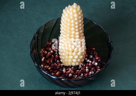 Auf einem Teller mit dunkelfarbigen Popcornkörnern auf grünem Hintergrund liegt eine Ähre Popcornmais Stockfoto