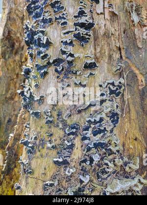 Auswüchse eines kleinen Parasiten-Pilzes auf einem Baum über seiner gesamten Oberfläche Stockfoto