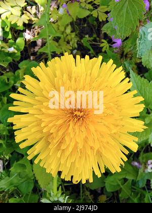 Sehr Nahaufnahme eines gelben Dandelions. Hinter ihm ist ein verschwommener grüner Hintergrund aus Blättern. Stockfoto