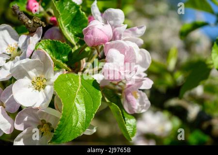 Frühlingsblumen. Wunderschön blühender Apfelzweig Stockfoto