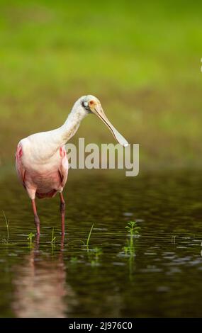 Roseatspoonbill (Platalea ajaja) watend Stockfoto