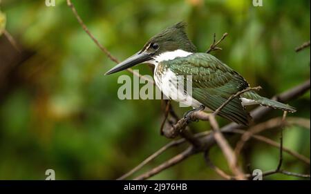 Amazon Kingfisher (Chloroceryle Amazona)
