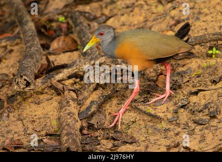 Grauhalsiges Holzreling (Aramides cajanea) Stockfoto