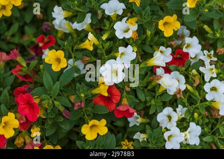 Blumentopf voller roter, weißer, gelber und oranger Blüten von Millionen Glocken Stockfoto