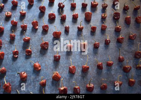 Rote Farbe roh ganze getrocknete runde Chili Stockfoto