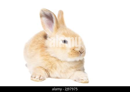 Rotes flauschiges Kaninchen, das auf das Schild schaut. Isoliert auf weißem Hintergrund. Osterhase Stockfoto